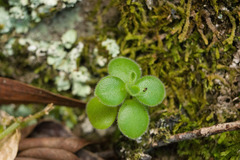 Peperomia tetraphylla