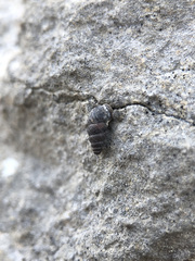 Chondrina