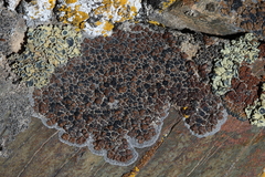 Rhizocarpon bolanderi