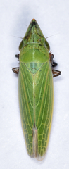 Draeculacephala bradleyi