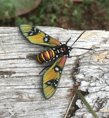 Chrysocale principalis