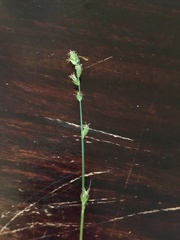 Carex leersii