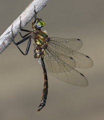 Somatochlora walshii