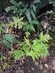 Doryopteris decipiens
