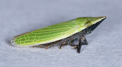 Draeculacephala bradleyi