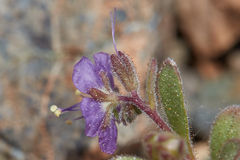 Phacelia greenei