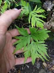 Doryopteris decipiens