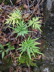 Doryopteris decipiens