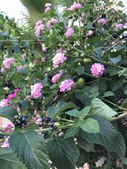 Lantana camara