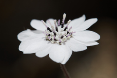 Blepharipappus scaber