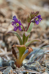 Phacelia greenei