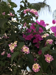 Lantana camara