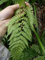 Microlepia strigosa