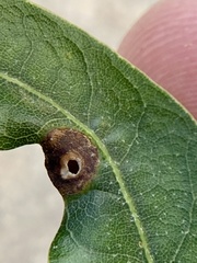 Dryocosmus quercusnotha