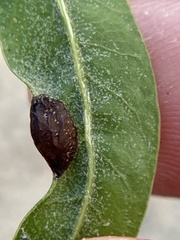 Dryocosmus quercusnotha