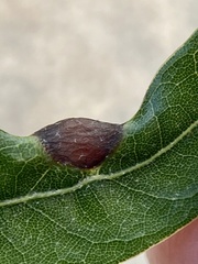 Dryocosmus quercusnotha