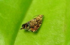 Dichrorampha leopardana