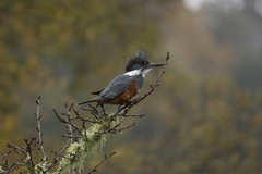 Megaceryle torquata stellata
