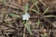 Phacelia pringlei