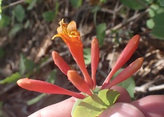 Lonicera arizonica
