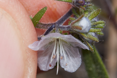 Phacelia pringlei