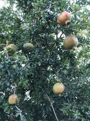 Punica granatum