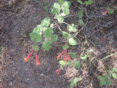 Lonicera arizonica
