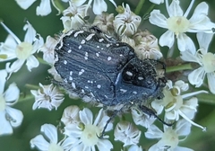 Oxythyrea funesta