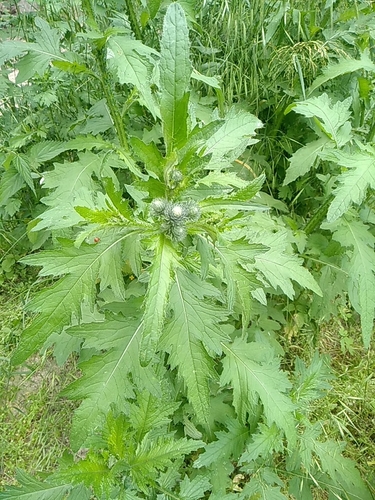 bodliak kučeravý (Carduus crispus)