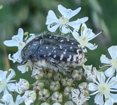 Oxythyrea funesta