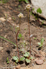 Micranthes aprica