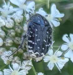 Oxythyrea funesta
