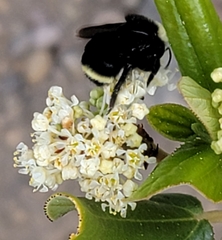 Bombus californicus