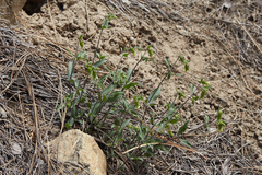 Silene campanulata
