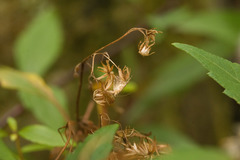 Ageratina riparia