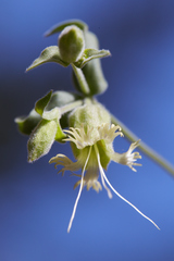 Silene campanulata
