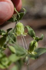 Silene campanulata