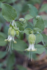 Silene campanulata