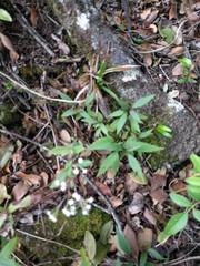 Ageratina riparia