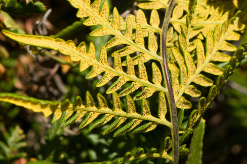 Pityrogramma austroamericana