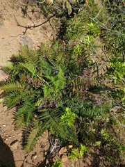 Pityrogramma austroamericana