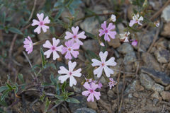 Phlox speciosa