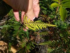 Pityrogramma austroamericana