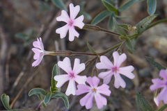 Phlox speciosa