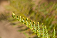 Pityrogramma austroamericana
