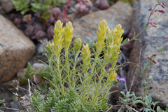 Castilleja arachnoidea