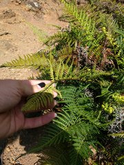 Pityrogramma austroamericana
