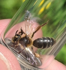 Andrena thaspii