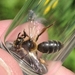 Andrena thaspii - Photo (c) Nathaniel Sharp, algunos derechos reservados (CC BY-NC), subido por Nathaniel Sharp