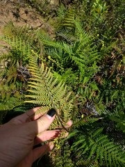 Pityrogramma austroamericana